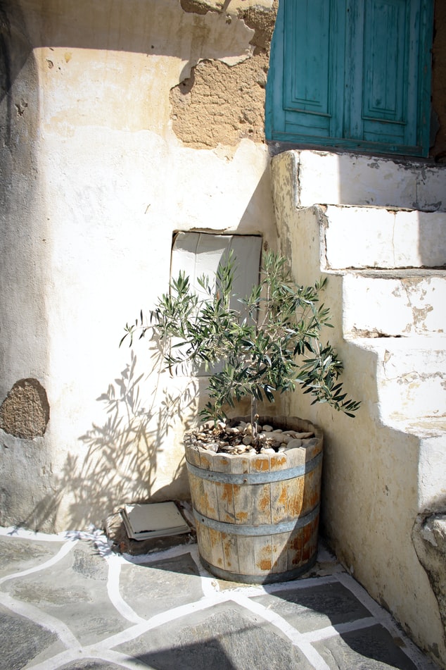 橄欖樹 北歐風室內植物
